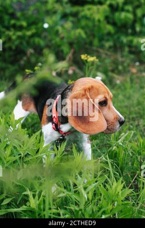 Happy beagle dog having fun on then green grass Stock Photo