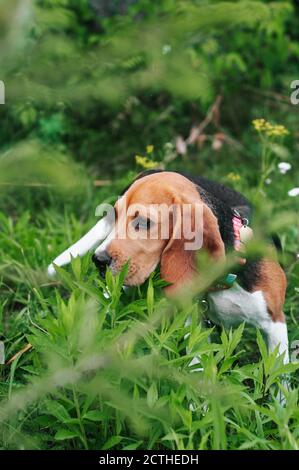 Happy beagle dog having fun on then green grass Stock Photo