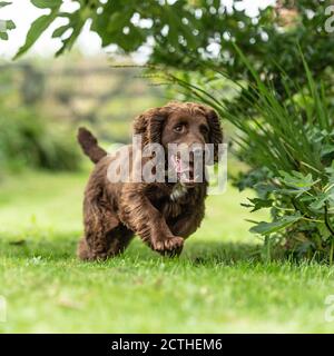 sprocker dog Stock Photo