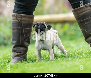 Pug dog hot sale training