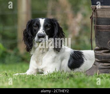 english springer spaniel dog Stock Photo