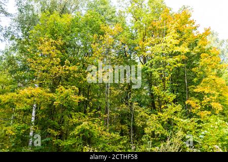 beautiful autumn forest in September, can be used for backgrounds, cards, wallpapers on PC and Smartphone Stock Photo