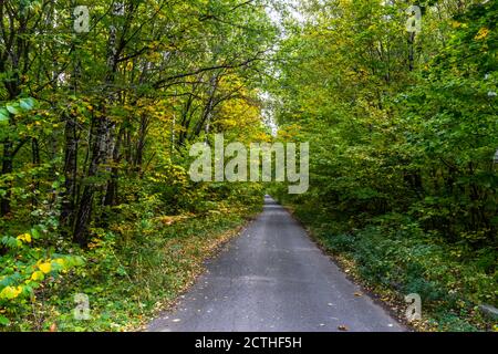 beautiful autumn forest in September, can be used for backgrounds, cards, wallpapers on PC and Smartphone Stock Photo