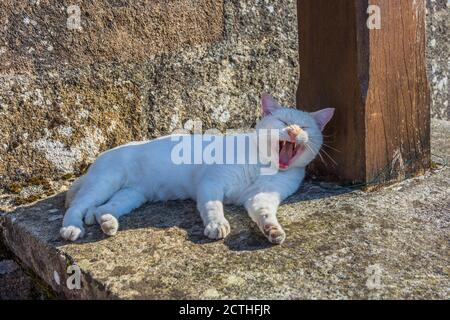 Sleepy white cat yawning. Stock Photo