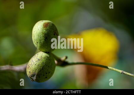Walnuts on the branches in closeup at the beginning of autumn Stock Photo