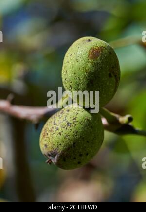 Walnuts on the branches in closeup at the beginning of autumn Stock Photo