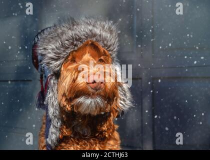 Fluffy dog in snow storm. The brown  Labradoodle is wearing a faux fur aviator hat. Dog portrait. Soft light and snow flakes. Stock Photo