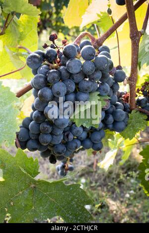 Large cluster of red wine grapes hang from a vine with beautiful leaves around it Stock Photo