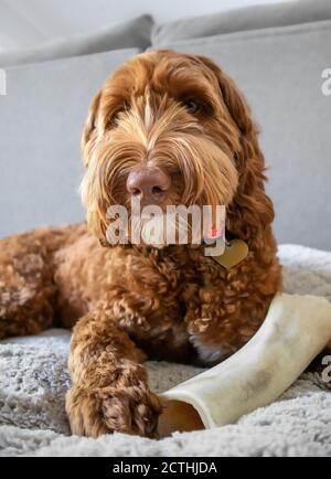 Portrait of dog with a large bone between the paws. A large fluffy brown/ginger Labradoodle with grey background. Concept for healthy teeth. Stock Photo