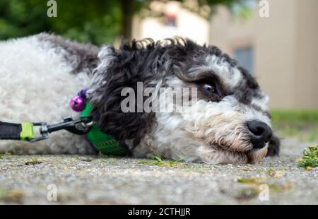 Close up of dog face. Dog resting head on the ground outside. Black and white miniature poodle looking at something out of view. Selective focus, blur Stock Photo