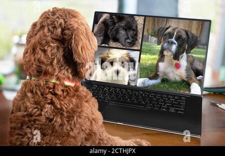 Back view of dog talking to dog friends in video conference. Group of dogs having an online meeting in video call using a laptop. Pets using computers. Stock Photo