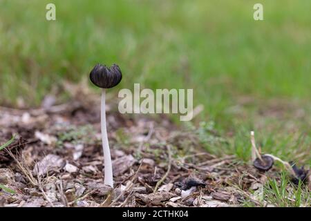 Close up of Hares foot Inkcap mushroom - Coprinopsis lagopusa a fungi growing in woodland in the UK Stock Photo