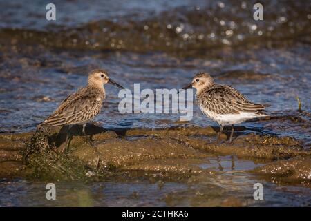 Portrait of two dunlins, juvenile stocky shorebirds with brownish faces, standing face to face in muddy shallows at lakeshore on a sunny autumn day. Stock Photo