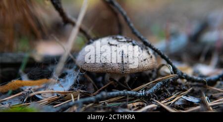 forest substrates for mushroom germination. Fungi and their habitat and development Stock Photo