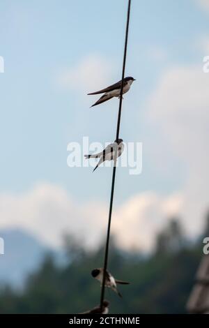 Pretty barn swallows relaxing on electric cable Stock Photo