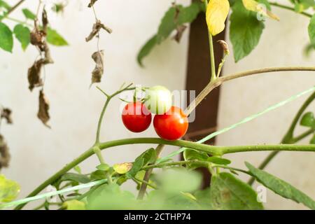Cherry tomatoes on a branch in a greenhouse in the garden. Autumn harvest. Selective focus. Copy space. Stock Photo