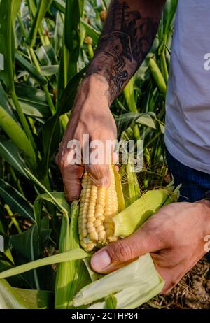 Farmer in corn field inspecting corn cobs to be sure if it is ready for picking / harvest. Close up of a hand / thumb puncturing a kernel that burst. Stock Photo