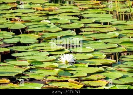 A lone American White Waterlily (Nymphaea odorata) flower amongst green lily pads (with copy space), Halpatiokee Regional Park, Stuart, Florida, USA Stock Photo