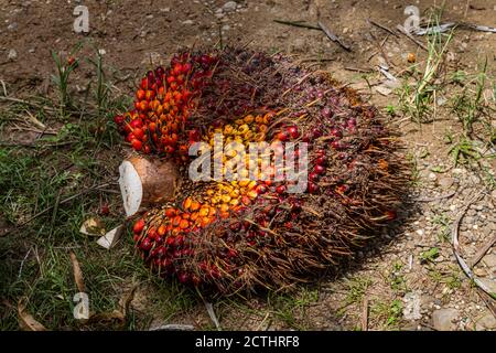 Fresh Fruit Bunches (FFB)  in a Palm Oil Plantation after cutting the fruits from the trees at Tenom, Sabah, Malaysia. Stock Photo