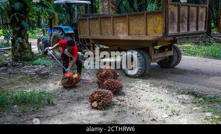 Tenom, Sabah, Malaysia - 21 July 2017: Manually loading of Fresh Fruit Bunches (FFB) on a service tractor in a Palm Oil Plantation Stock Photo
