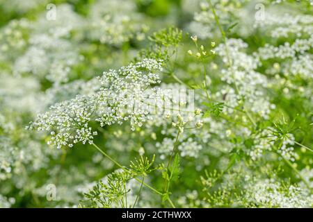 Flowering wild carrot, Daucus carota Stock Photo