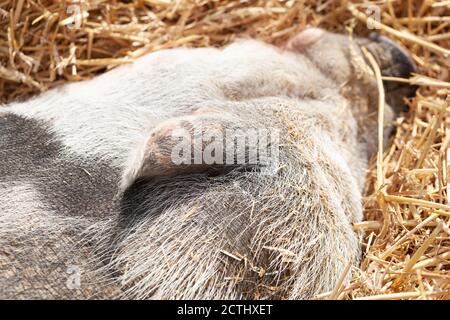 High-Resolution close-up of a Sleeping Pig Stock Photo