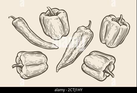 Peppers set sketch. Food vintage vector illustration Stock Vector