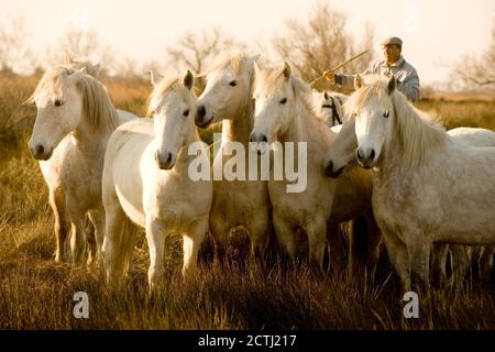 Camargue Horses, Man with Herd standing in Swamp, Saintes Marie de la Mer in Camargue, South of France Stock Photo