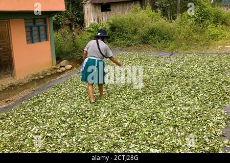 Coca, erythroxylum coca, Cocaine production, Drying leaves at Pilcopata Village, Andes, Peru Stock Photo