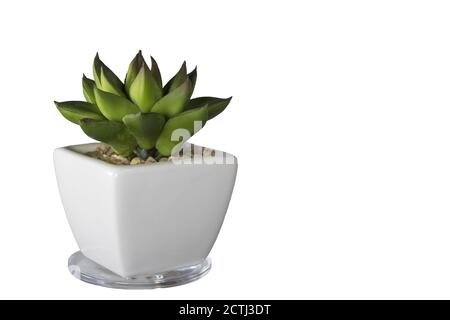 Artificial succulent plant or plastic plant. Artificial cactus plant in white ceramic flower pot isolated on white background. Stock Photo