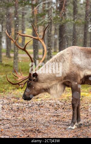 Wild reindeer grazing in pine forest in Lapland, Northern Finland. Stock Photo