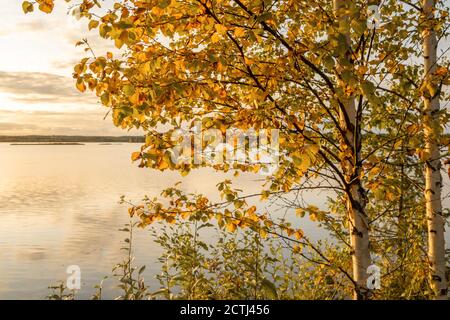 Beautiful autumn birch tree at the lake coast in Finland. Stock Photo