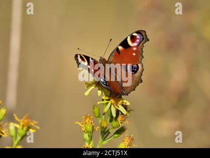 A beautiful butterfly of the genus Aglais Io, more commonly known simply as the peacock butterfly, on yellow flowers and natural background Stock Photo