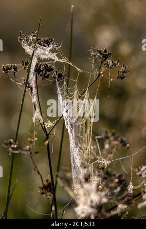 Spider webs covered with drops of mist on dry twigs, close up selective focus view with blurred forest background at a sunny morning, vertical. Stock Photo