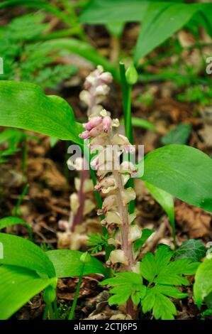 Toothwort 'Lathraea squamaria' flesh coloured plant,in damp woods, parasitic on trees, spring,Wiltshire, England.UK Stock Photo