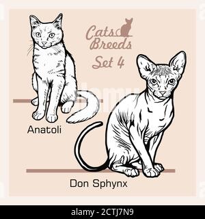 Cat Breeds - Anatoli, Don Sphynx - Cheerful cats isolated on white - vector set Stock Vector