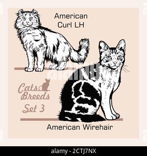 Cat Breeds - American wirehair, American Curl LH - Cheerful cats isolated on white - vector set Stock Vector