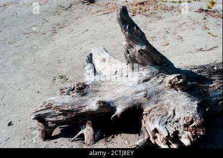 Driftwood in sand, found on the beach in Galveston, TX along the Gulf of Mexico. Stock Photo