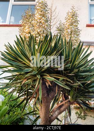 Large, single stemmed, multi headed hardy Yucca gloriosa 'Variegata' in full flower in a Plymouth, UK garden Stock Photo