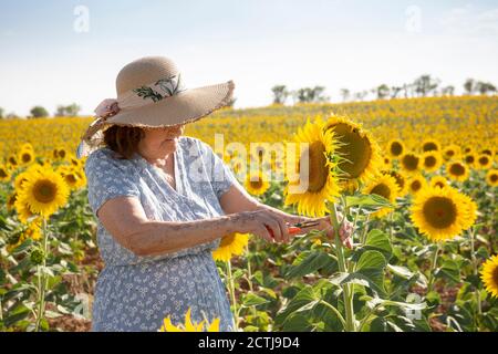 Elderly woman collecting sunflowers in the field. Space for text. Stock Photo