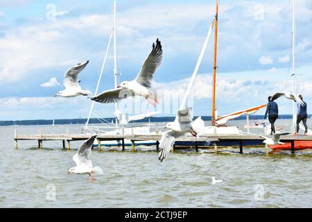 flying white seagulls at the lake side near harbour at Steinhuder Meer Neustadt Lower Saxony Germany Stock Photo