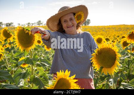 Portrait of a nice old woman with pruning shears in her hand in a field of sunflowers. Stock Photo