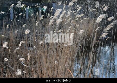 reeds on the lake Stock Photo