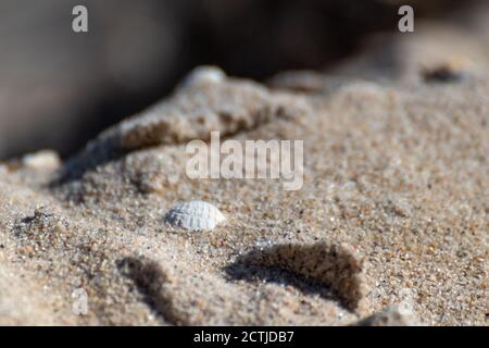 White shells on sandy beach shore macro with blurred background. White summer concept Stock Photo