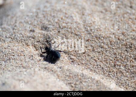 Black bug laying on back on sand grains on beach shore macro with blurred background. White summer insets wildlife Stock Photo