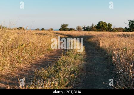 Dirt road in wild grass going forward to horizon in sunset. Summer prairie steppe driving with bright blue sky Stock Photo