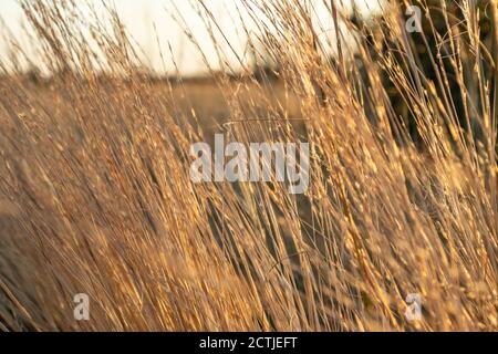 Dry grass shining in sun rays in autumn pastel colors close-up on sunset sky background. Sunset time in wild rural lawn. Natural patterns Stock Photo