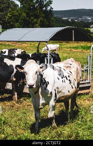 black and white cows eating in the field with a trough Stock Photo