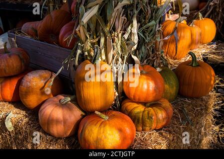 Pumpkin harvest displayed at farmers markets,  The harvest of pumpkins heralds in the Autumn Season and feelings of nostalgia. Stock Photo