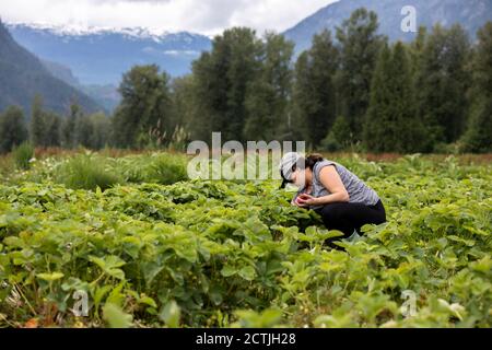 Pregnant adult female in cap sitting and harvesting ripe berries on summer day on field near forest in countryside Stock Photo